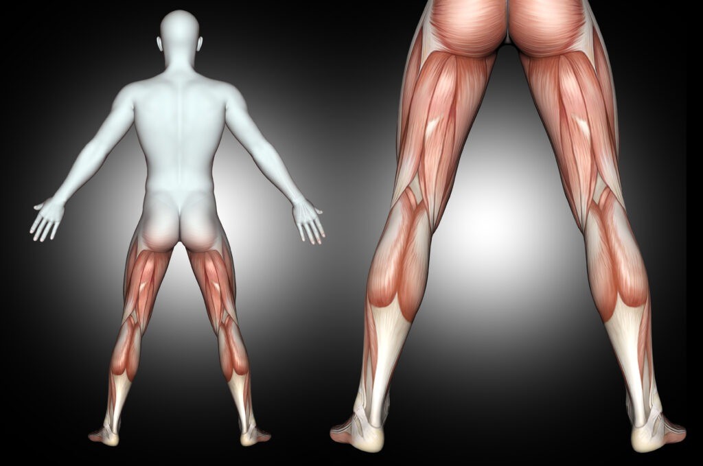 Musculatura de la Pierna: Lesiones y Tratamiento con Fisioterapia y Osteopatía 3d male medical figure with back leg muscles highlighted 2024