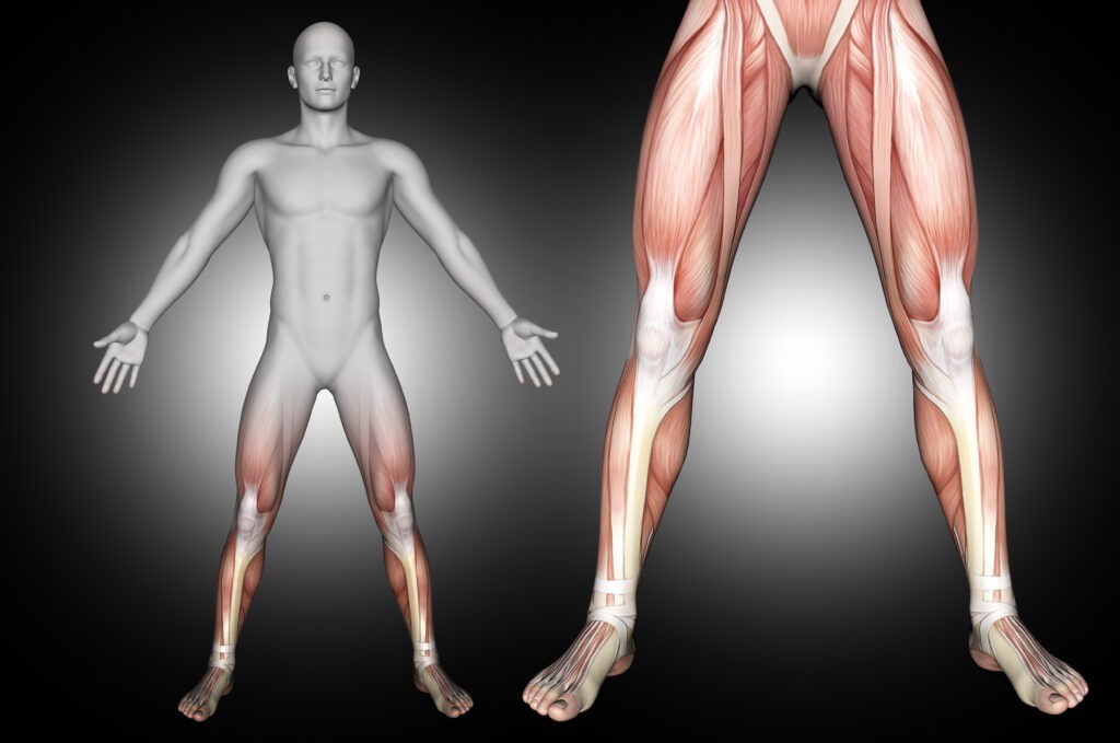 Musculatura de la Pierna: Lesiones y Tratamiento con Fisioterapia y Osteopatía 3d render male medical figure with lower leg muscles highlighted 2024